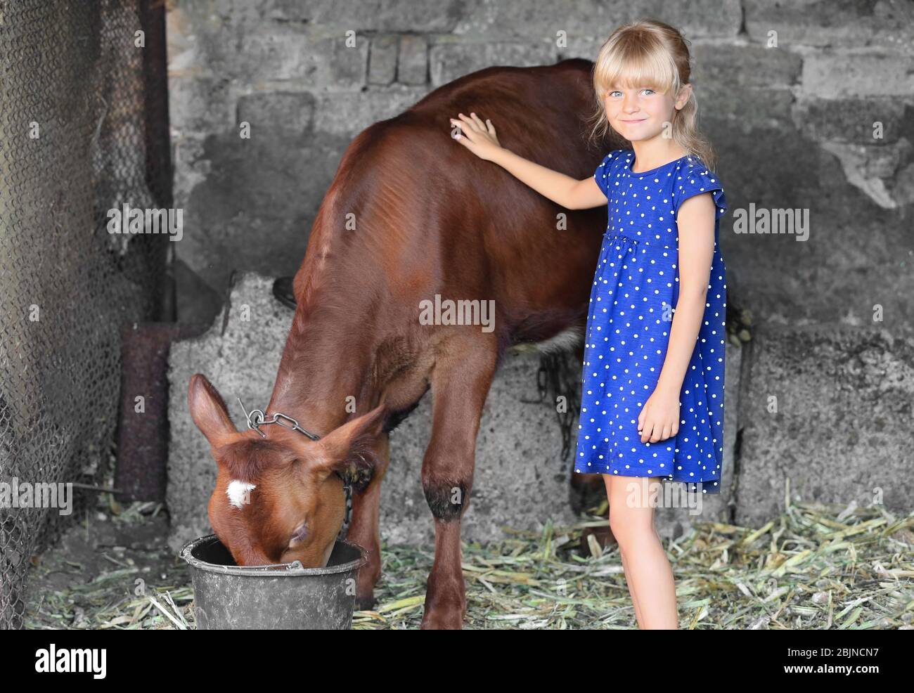 Little girl with cow on farm Stock Photo - Alamy