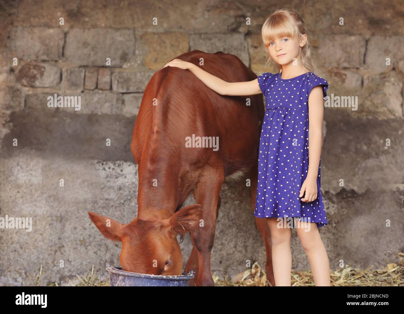 Little girl with cow on farm Stock Photo - Alamy