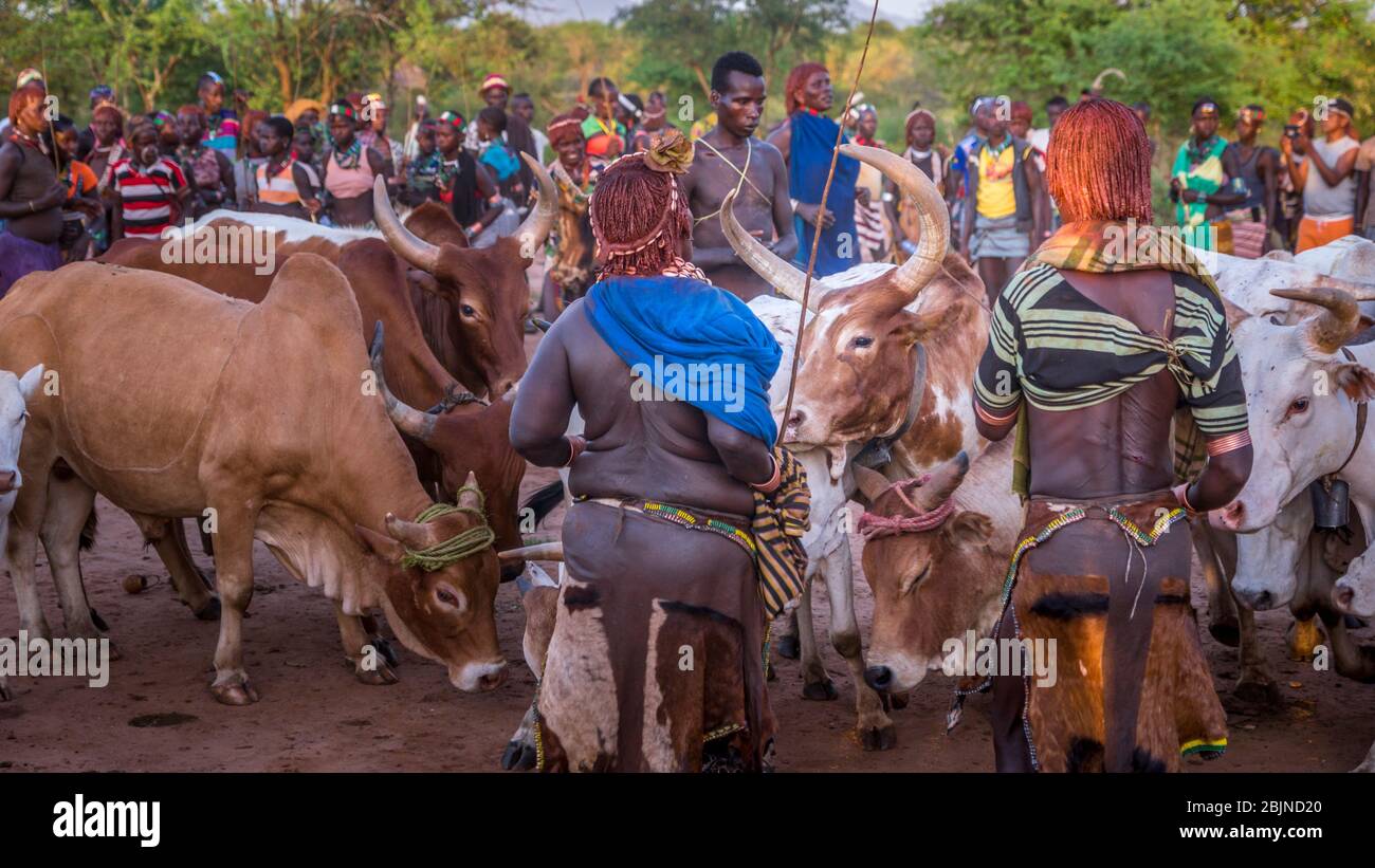 Image taken during a trip to Southern Ethiopia, Omo valley, Hamer tribe, bull jumping ceremony Stock Photo