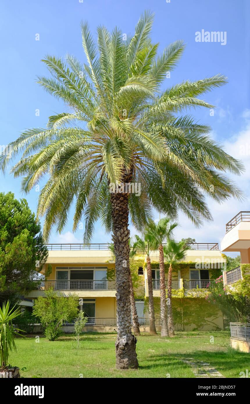 Tropical palm tree at resort on sunny day Stock Photo - Alamy