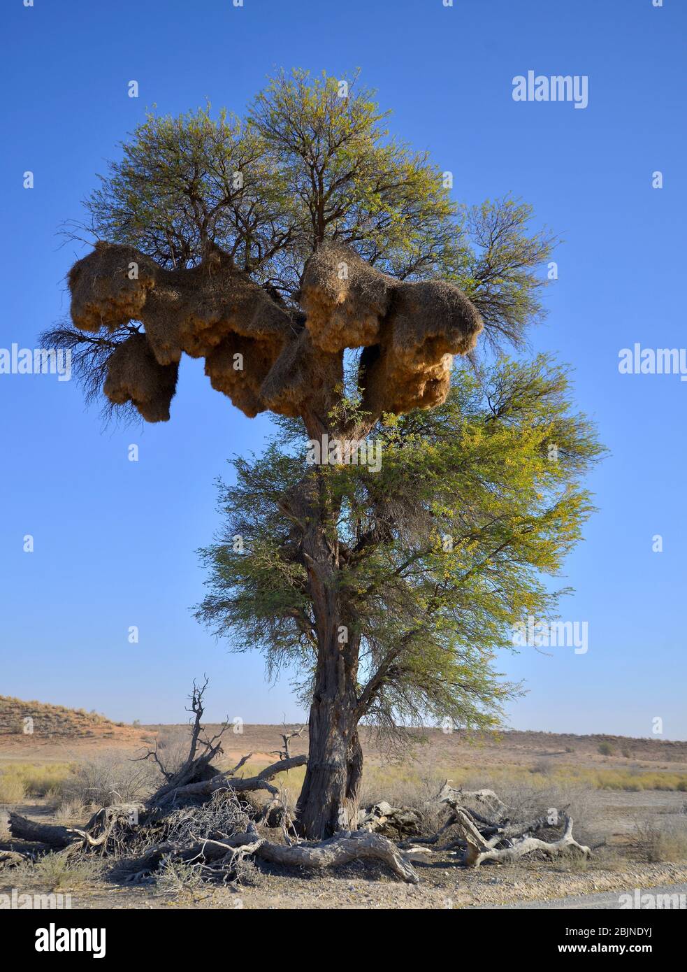 South African outdoor photos by Friedrich von Horsten. Stock Photo