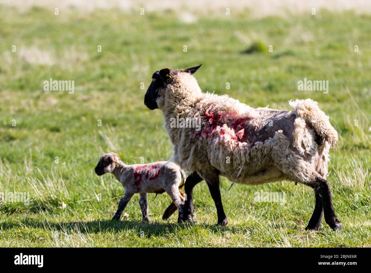 Baby spring lamb following after its mother in a Suffolk farm field Stock Photo