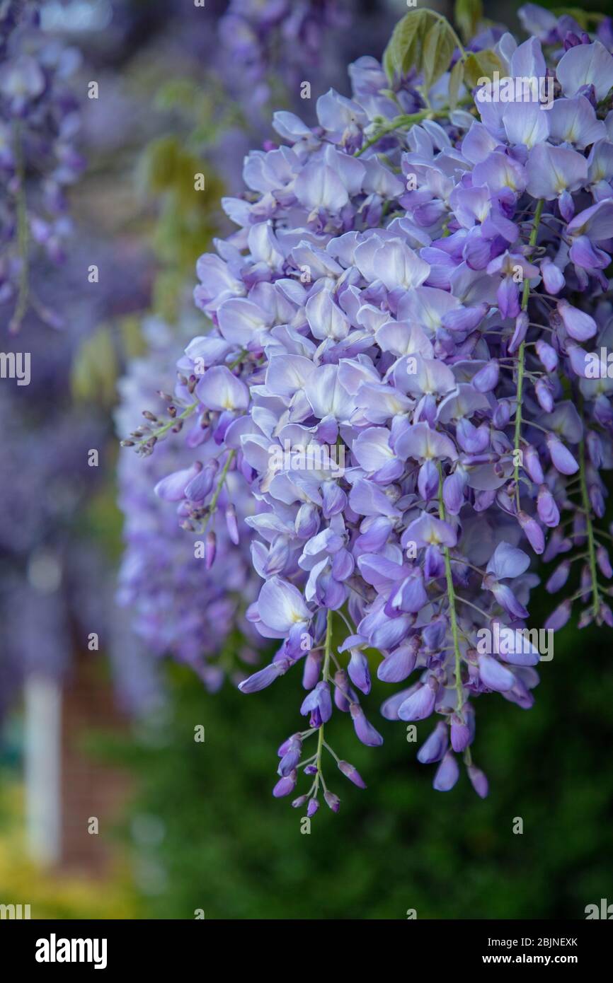 Blue Wisteria High Resolution Stock Photography and Images Alamy