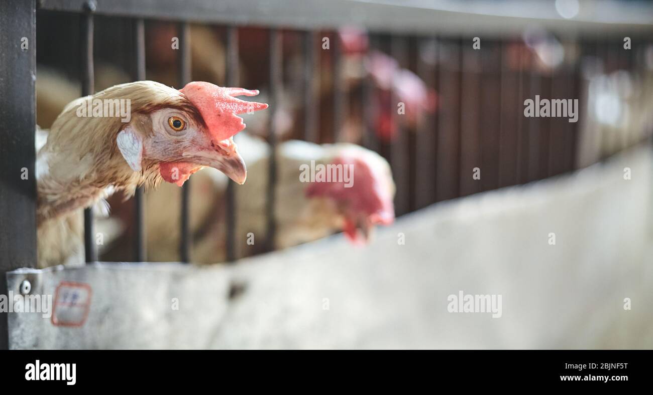 Rooster kept in cage at local market, selective focus on eye, China. Stock Photo