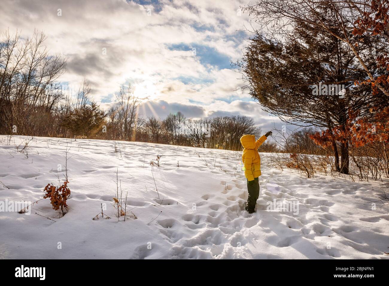 Boy standing in a snowy field reaching for a branch, USA Stock Photo