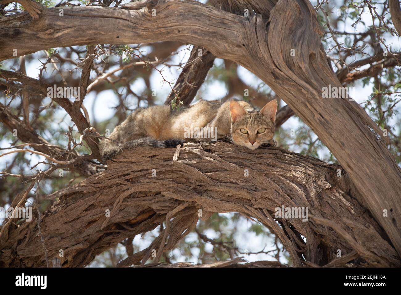 African wild cat in an acacia tree, South Africa Stock Photo