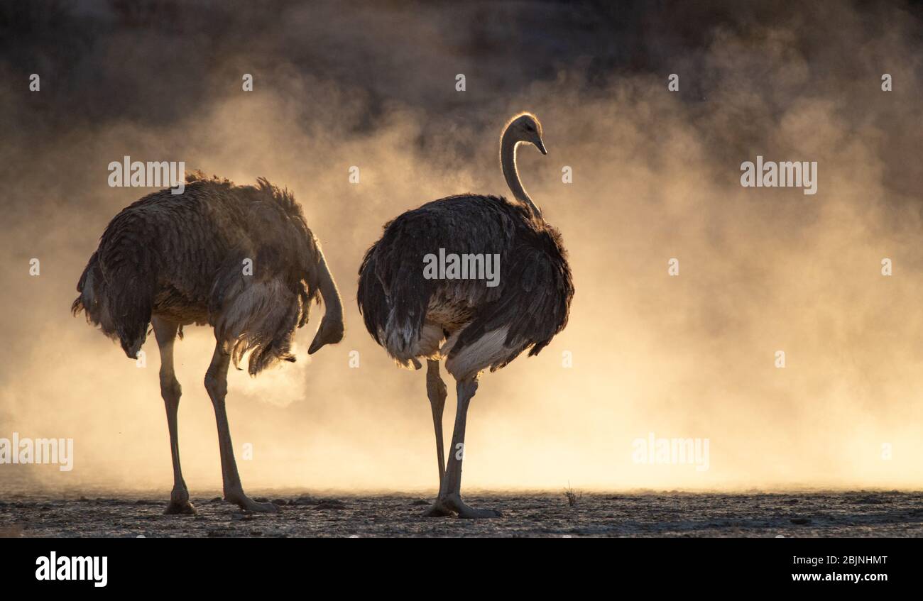 Two south African ostriches standing in the bush, South Africa Stock Photo