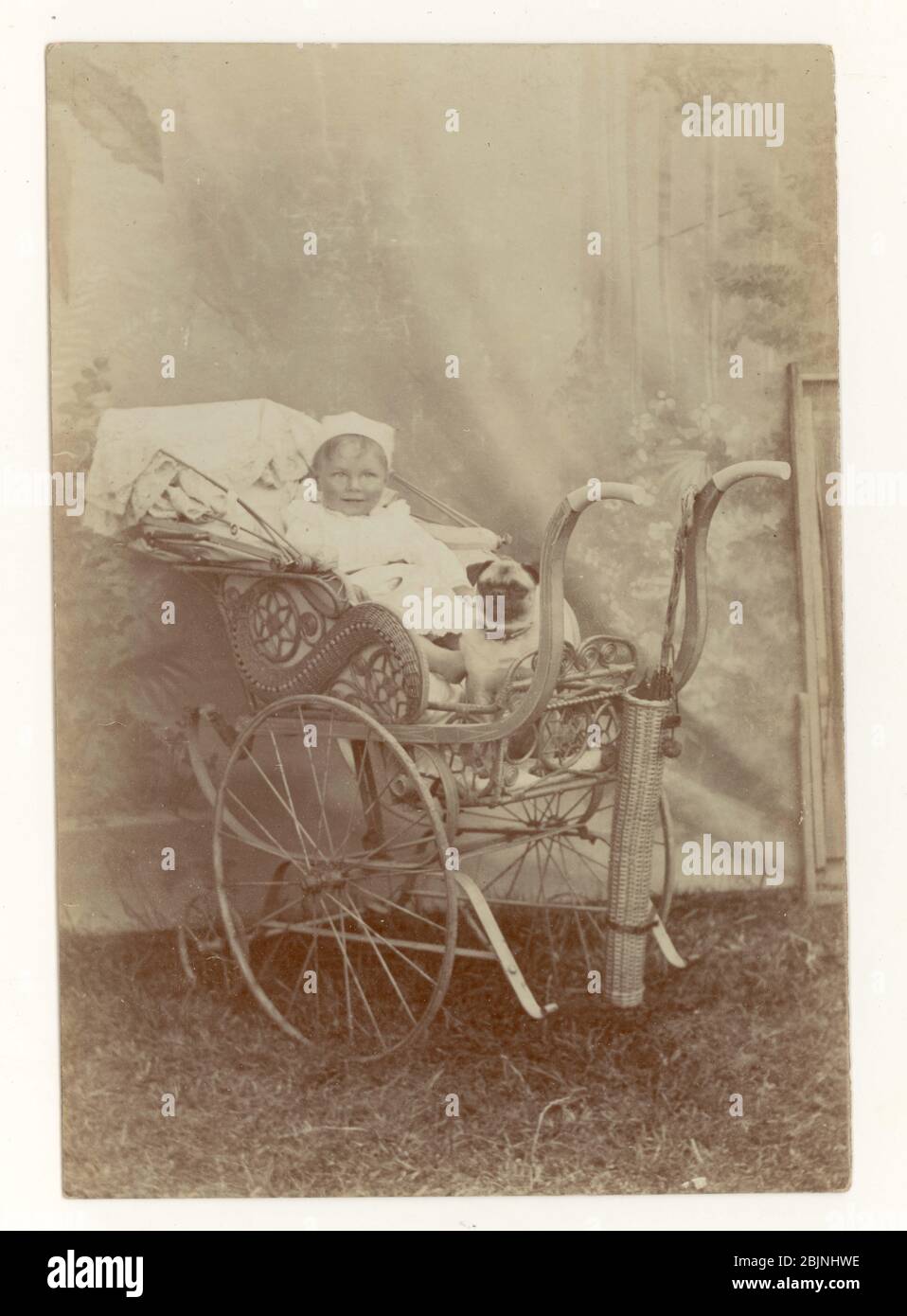 Early 1900's Edwardian seaside portrait of baby in an elaborate pram, with pug dog, cloth backdrop, circa 1905, Eastbourne, Sussex, England U.K. Stock Photo