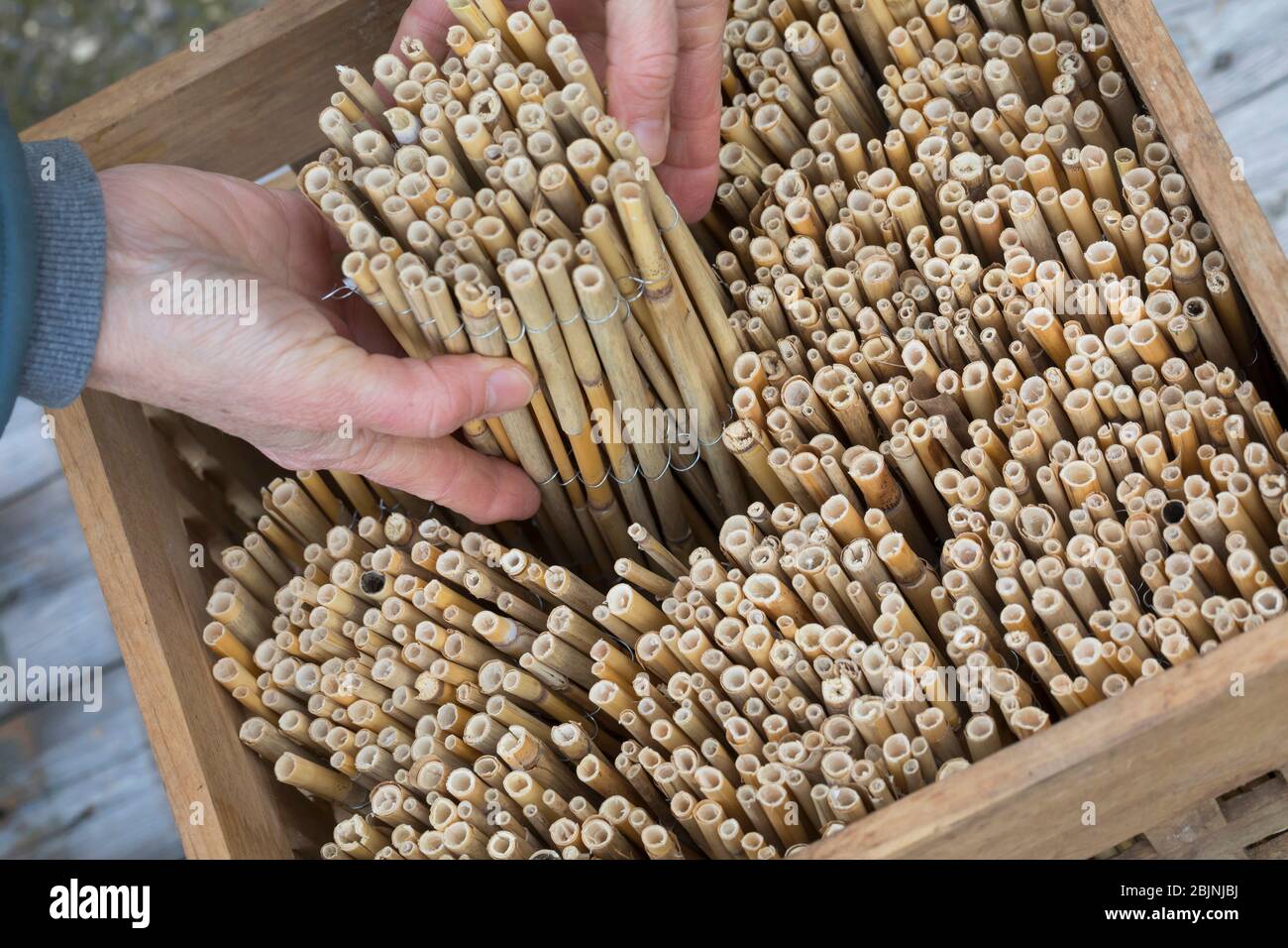insect hotel is made with reed, reed is cut, series picture 2/4, Germany Stock Photo