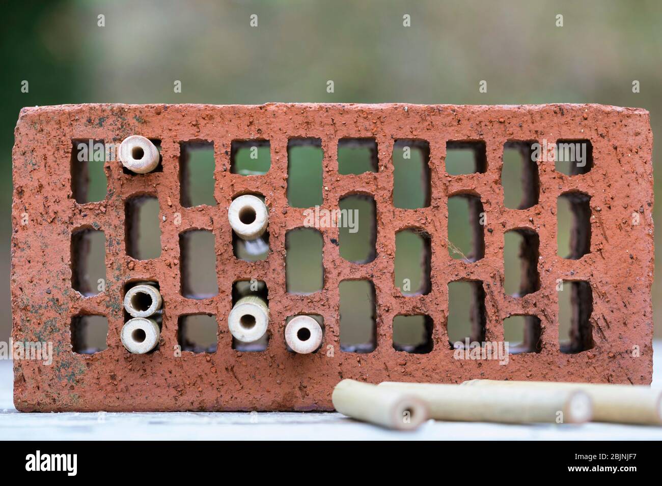 nesting aid for wild bees, bamboo tubes in hollow brick Stock Photo