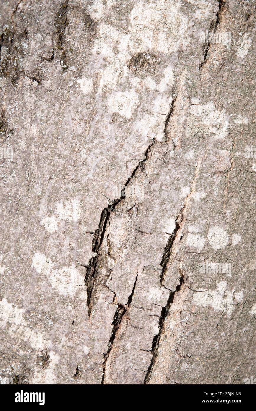 a texture wood pattern craked brown and grey pine conifer tree Stock Photo