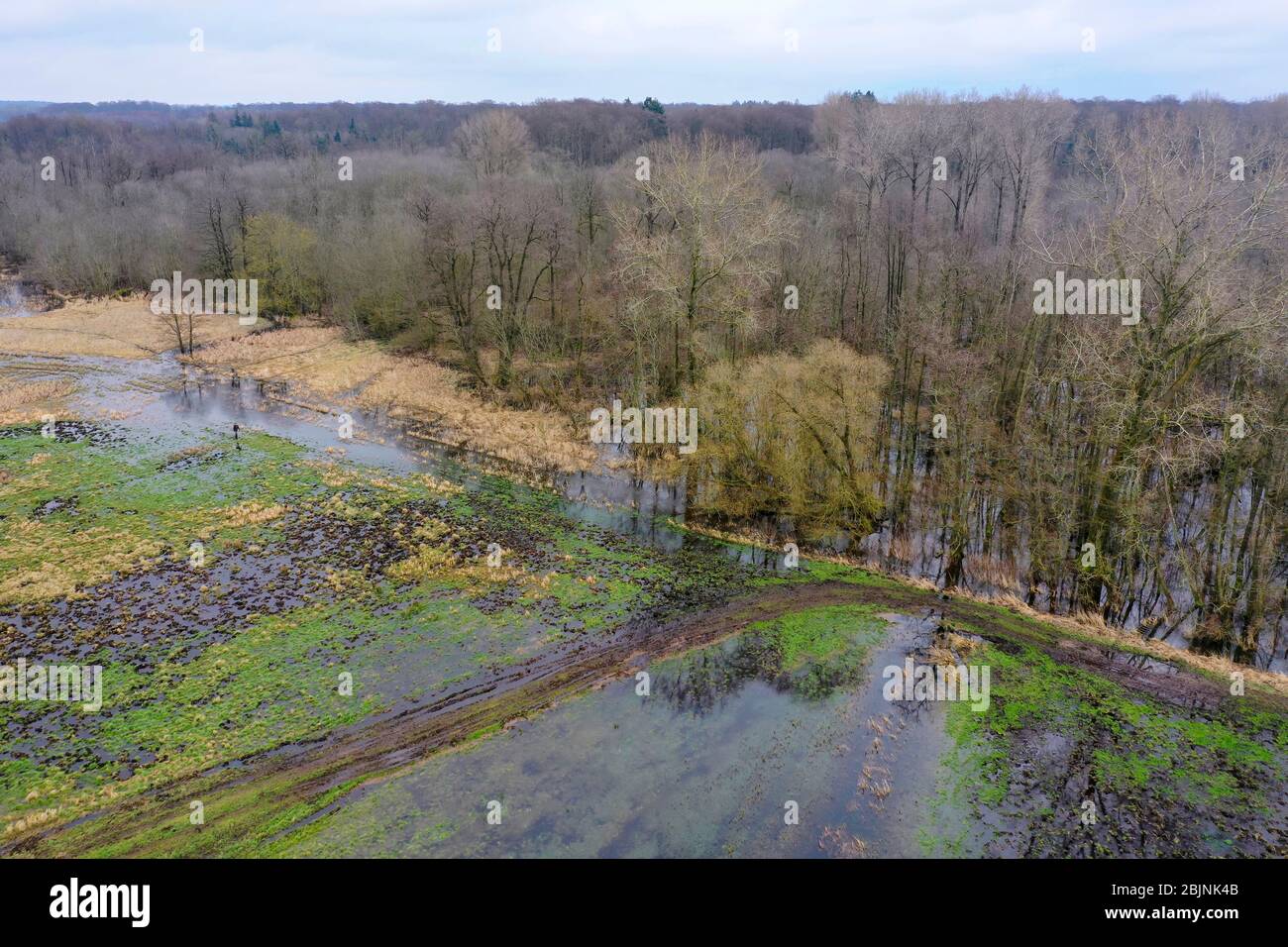 flooded nature conservation project Steinbruchwiesen in february, Germany, Schleswig-Holstein, Ritzerau Stock Photo