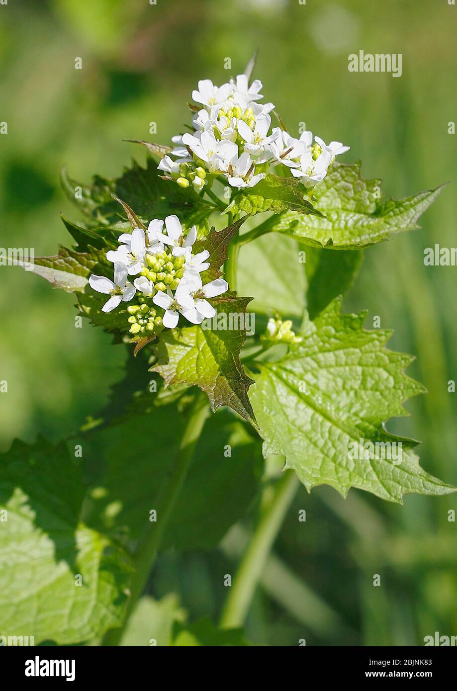 Garlic mustard, Hedge Garlic, JackbytheHedge (Alliaria petiolata), blooming, Germany, North