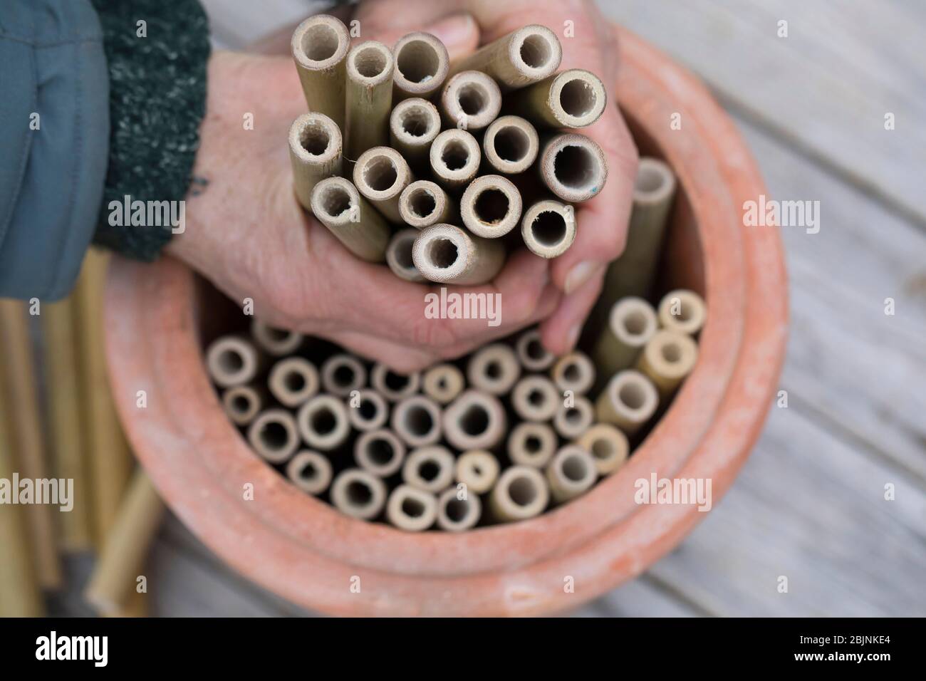 nesting aid for wild bees, step three, sticking 20 cm long bamboo sticks into a flower pot Stock Photo