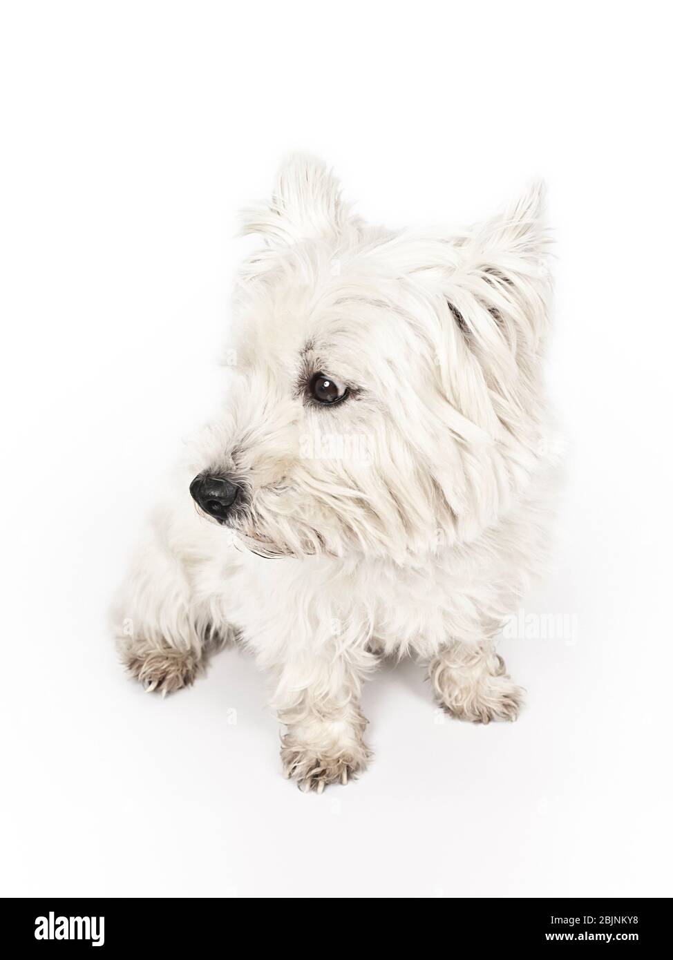 West Highland White Terrier, Westie (Canis lupus f. familiaris), sitting, side glance Stock Photo