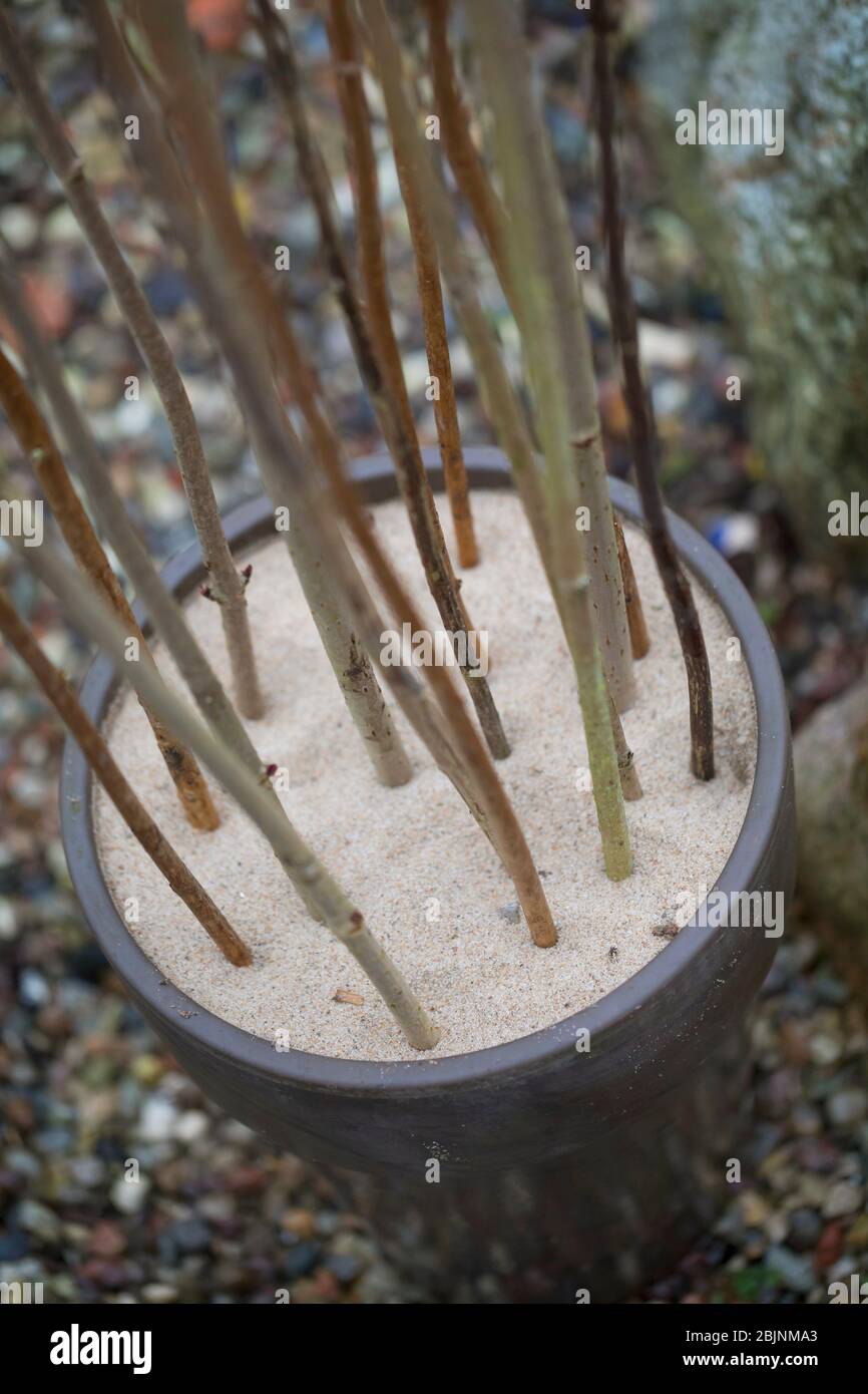 nesting aid for wild bees, step three: sticking 1 m long pithy stems in a pot filled up with sand Stock Photo