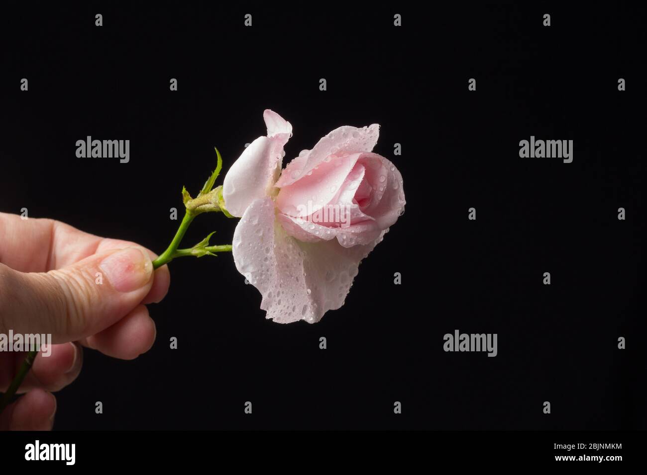 Pink Rose Flower That Symbolizes Love Passion Romanticism Spring Flower With A Lot Of Symbolic Meaning In Any Celebration It Is The Appropriate F Stock Photo Alamy
