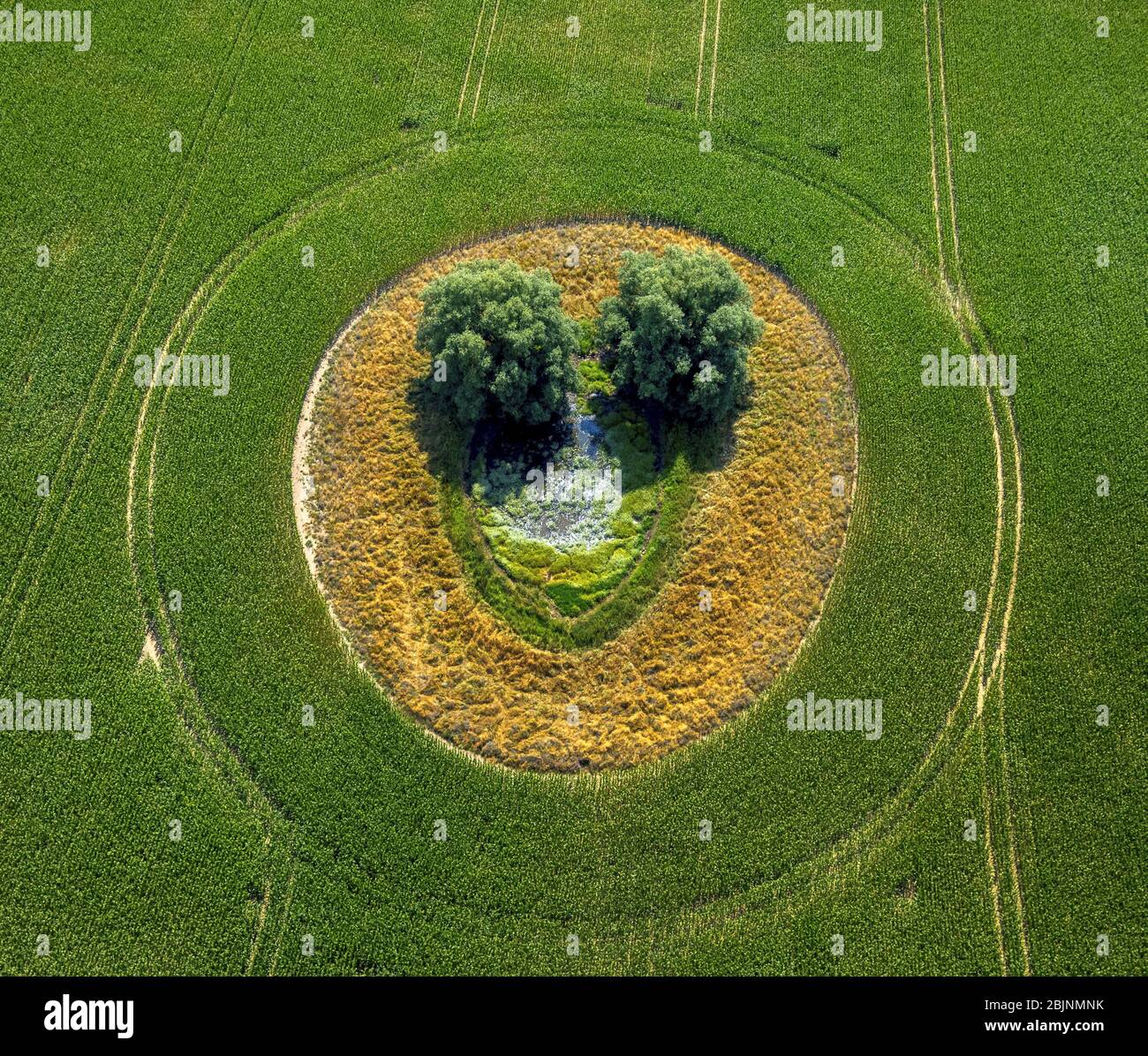 island in a corn field with pond an two trees in Duckow, 24.07.2016, aerial view, Germany, Mecklenburg-Western Pomerania, Duckow Stock Photo