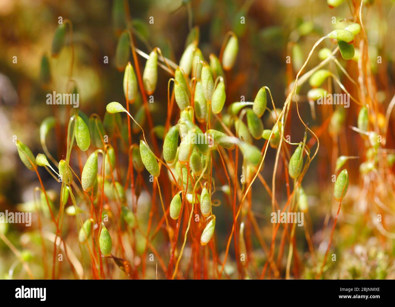 bonfire moss, common cord-moss (Funaria hygrometrica), capsules, Germany Stock Photo