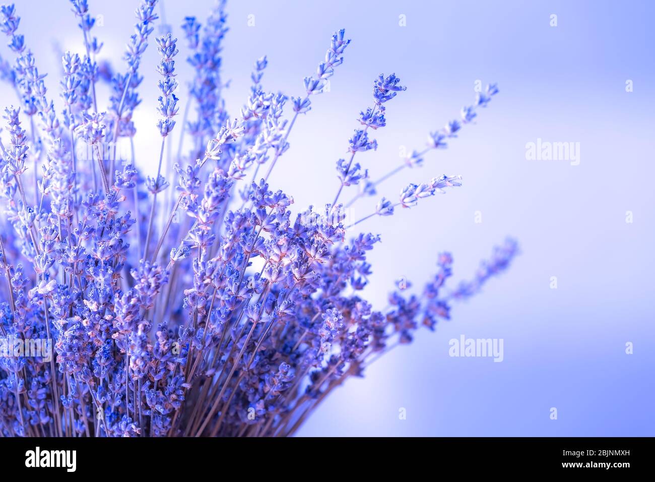 Lavender flowers bouquet close-up purple background with copy space Stock Photo