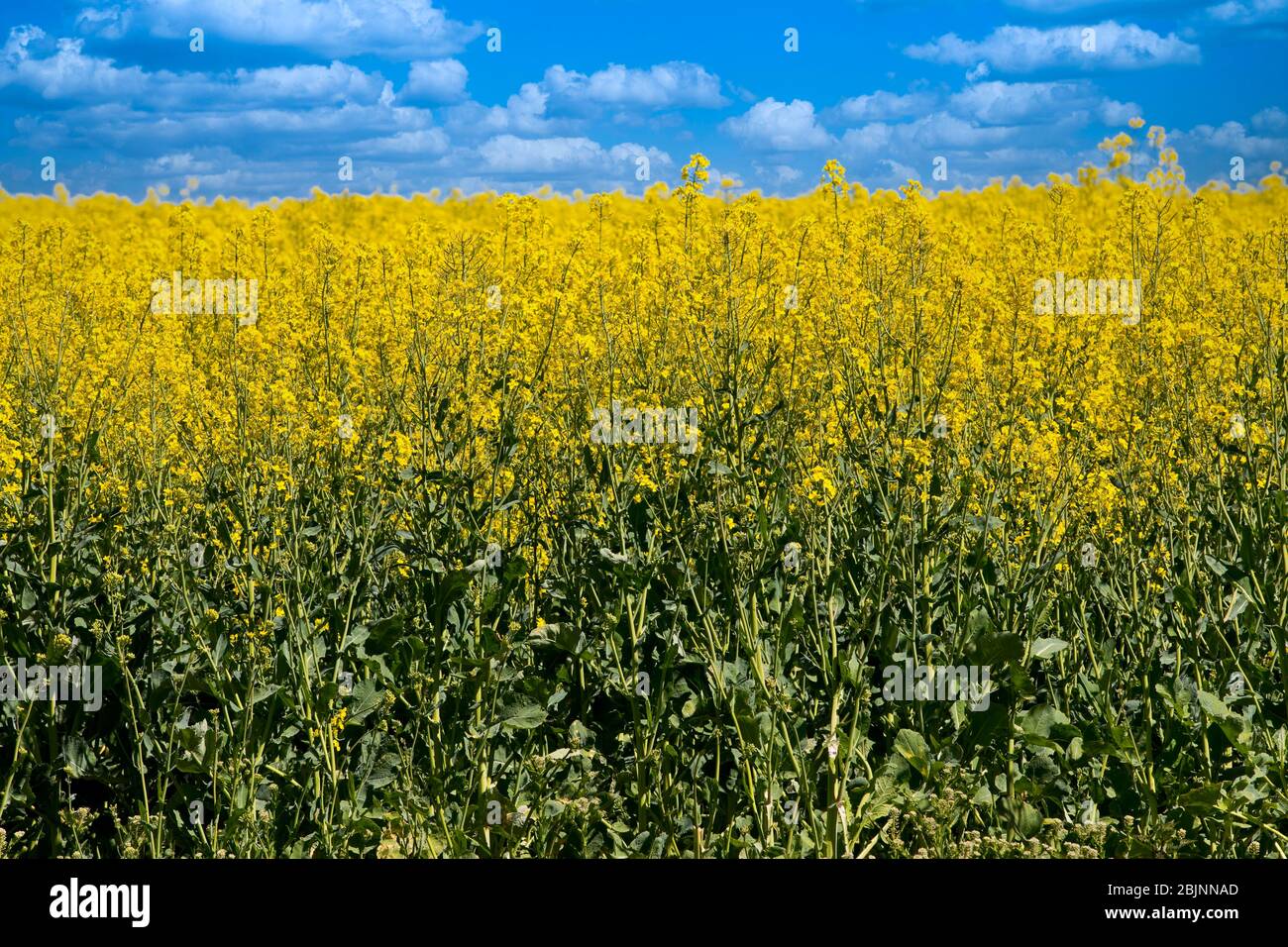 Blooming canola field in Loiret, France Stock Photo