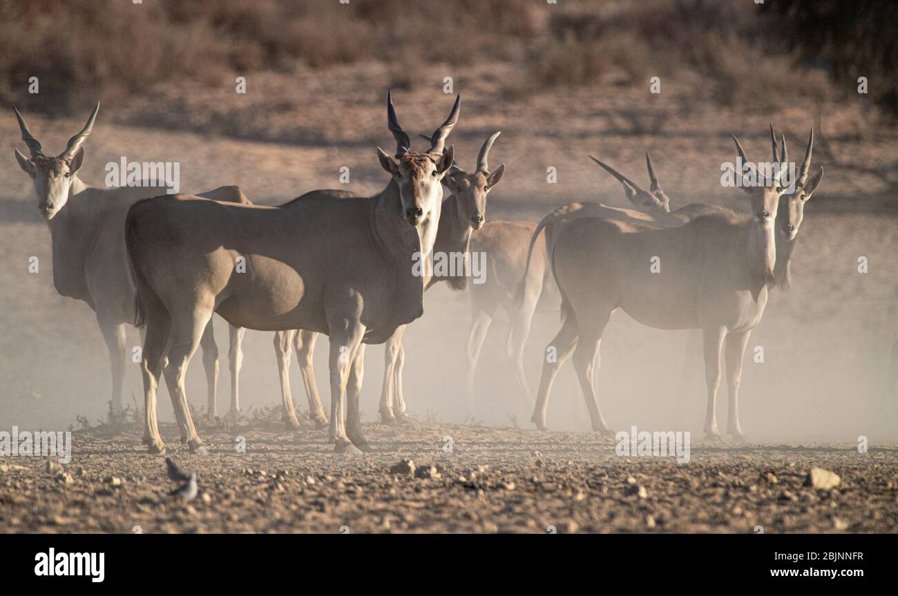 Herd of common eland in the bush, South Africa Stock Photo