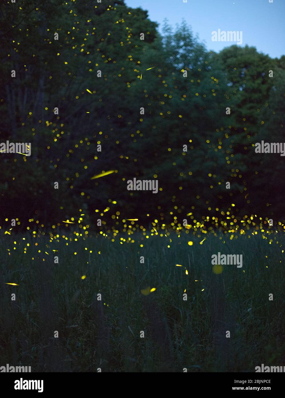 A composite image showing hundreds of fireflies flashing at night in a field, with trees in the background, in upstate New York, Dryden, NY USA Stock Photo