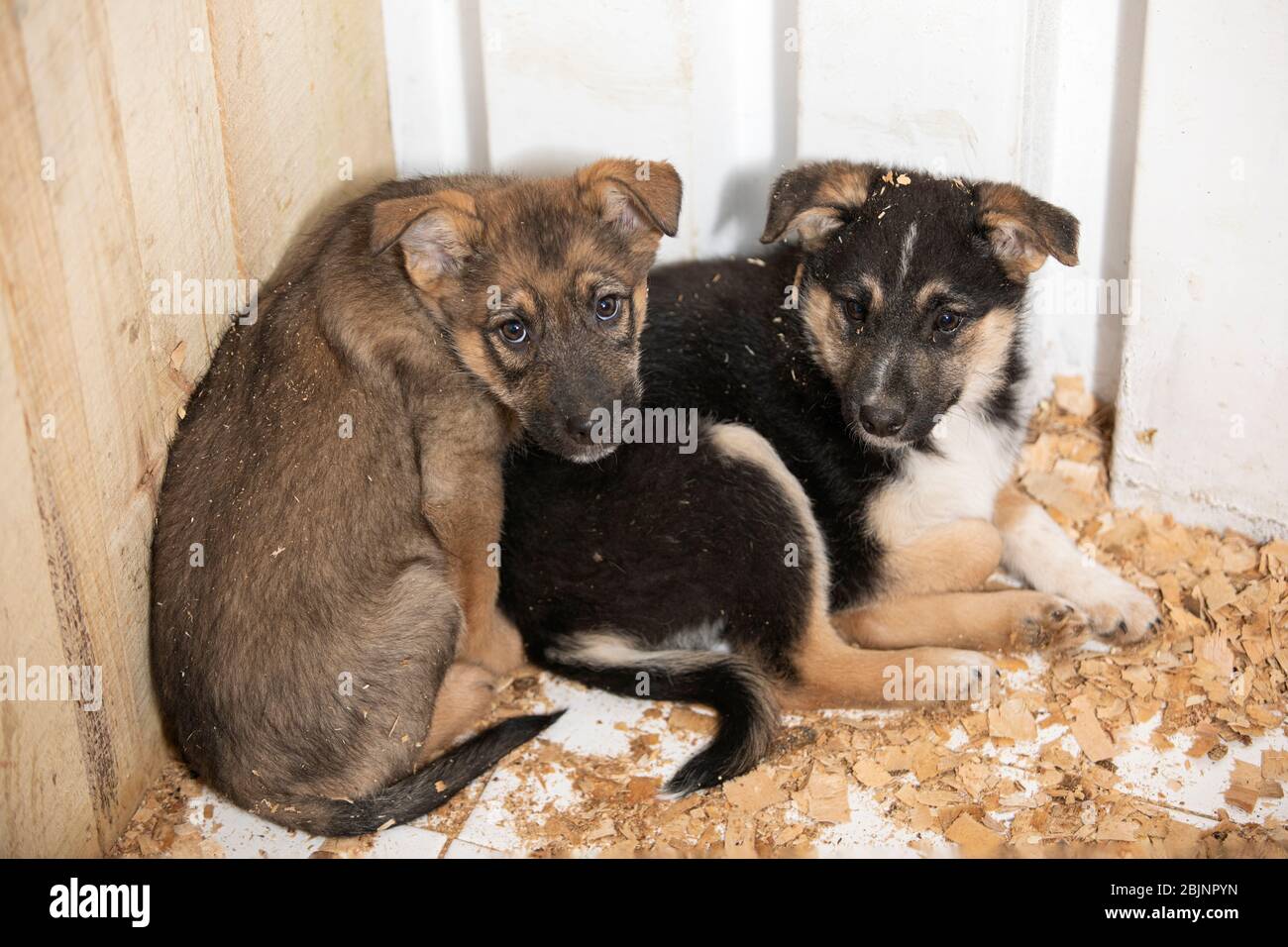 Couple of cute adorable little puppies occupying corner of enclosure and lying close together on wooden sawdust, looking forward with wariness and fea Stock Photo