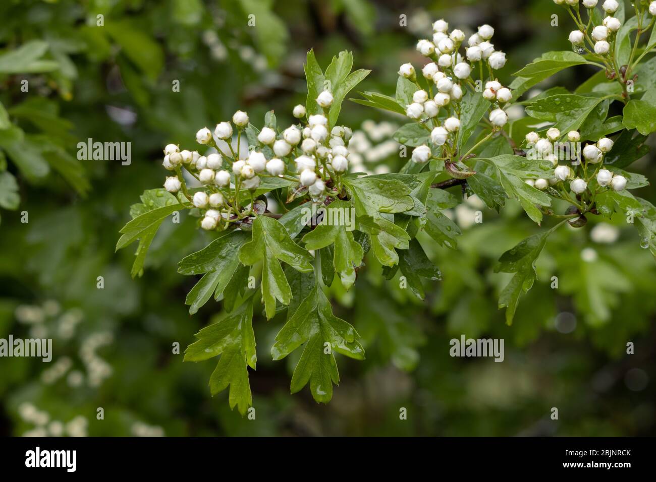 Hawthorn tree bursting into life in the spring rain Stock Photo