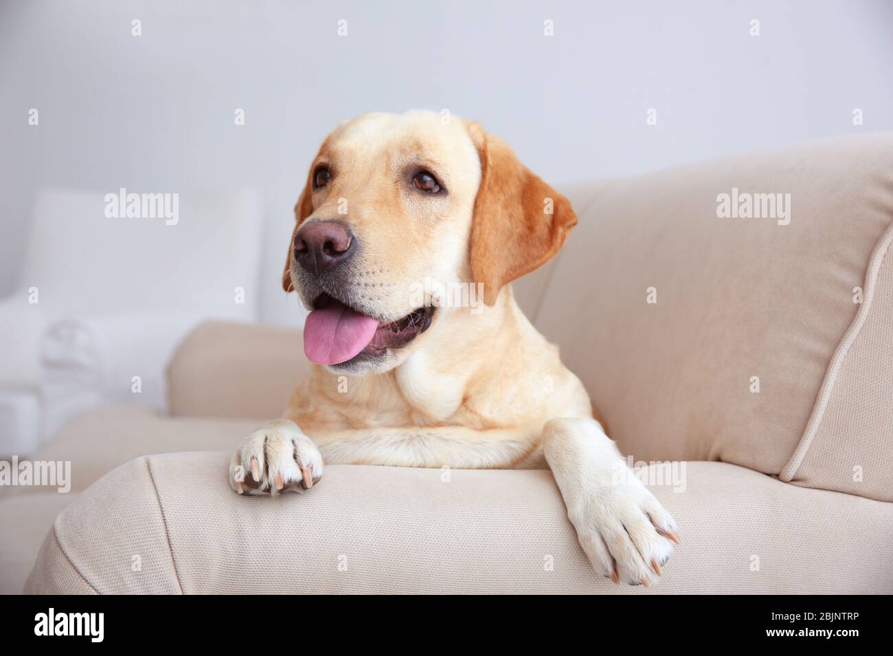 Cute Labrador Retriever lying on sofa at home Stock Photo - Alamy