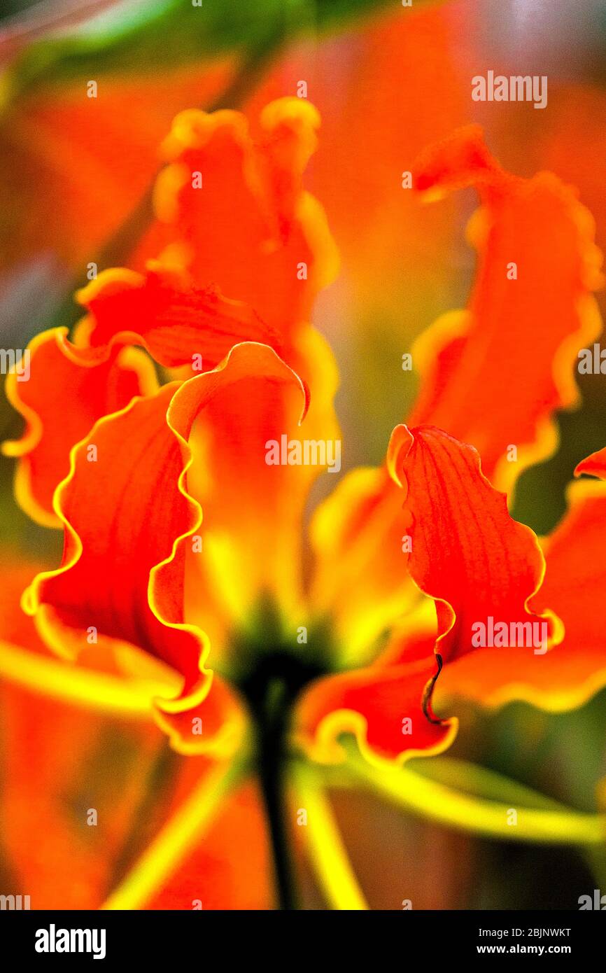 Glory lily / (Gloriosa superba) Stock Photo