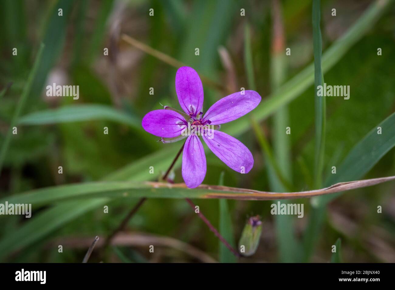 Erodium, a violet field flower Stock Photo