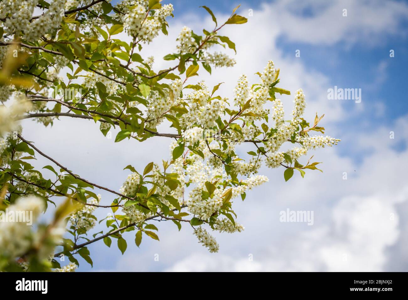 White blossoms of a bush Stock Photo