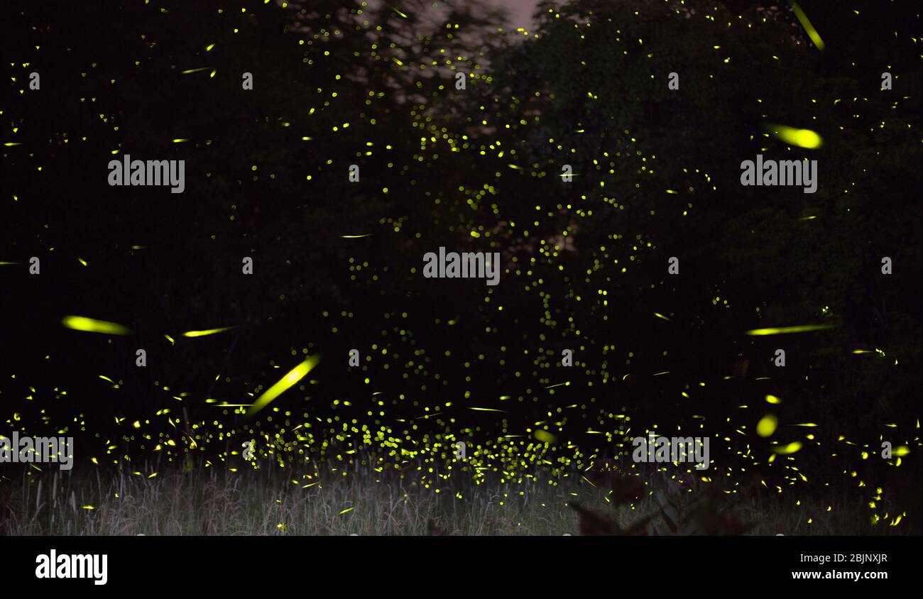 A composite image showing hundreds of fireflies flashing at night