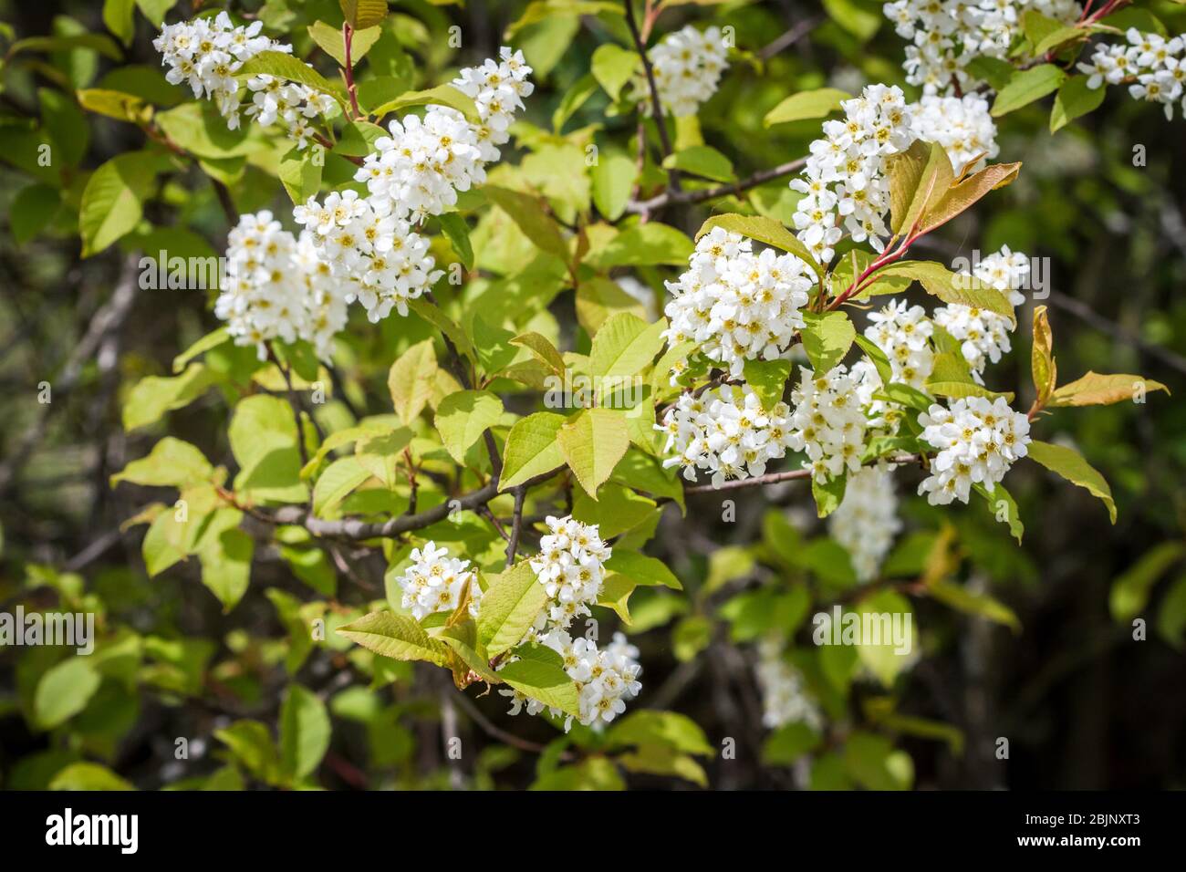 White blossoms of a bush Stock Photo
