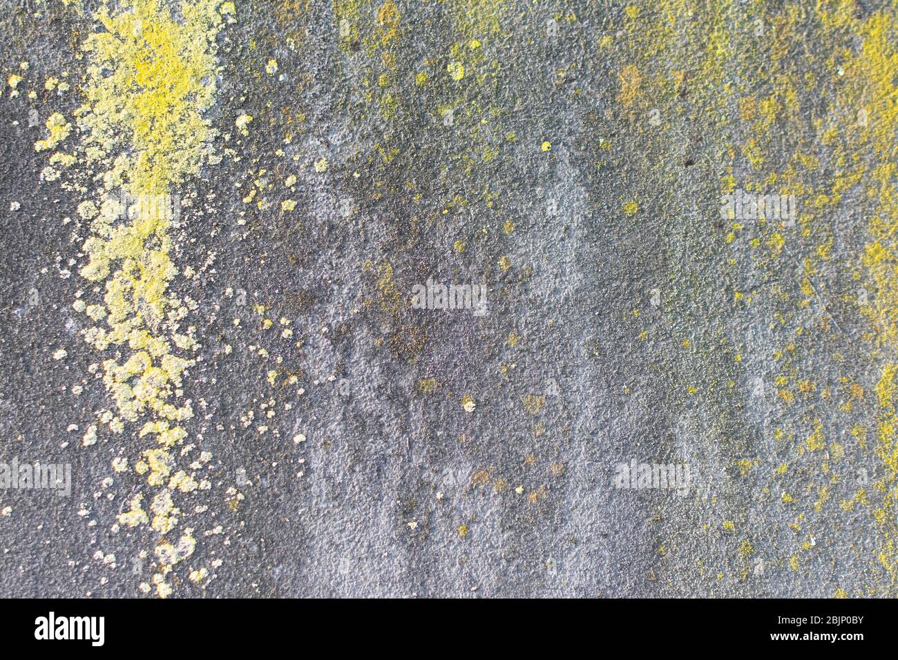 Concrete panel completely weathered with yellow mold Stock Photo