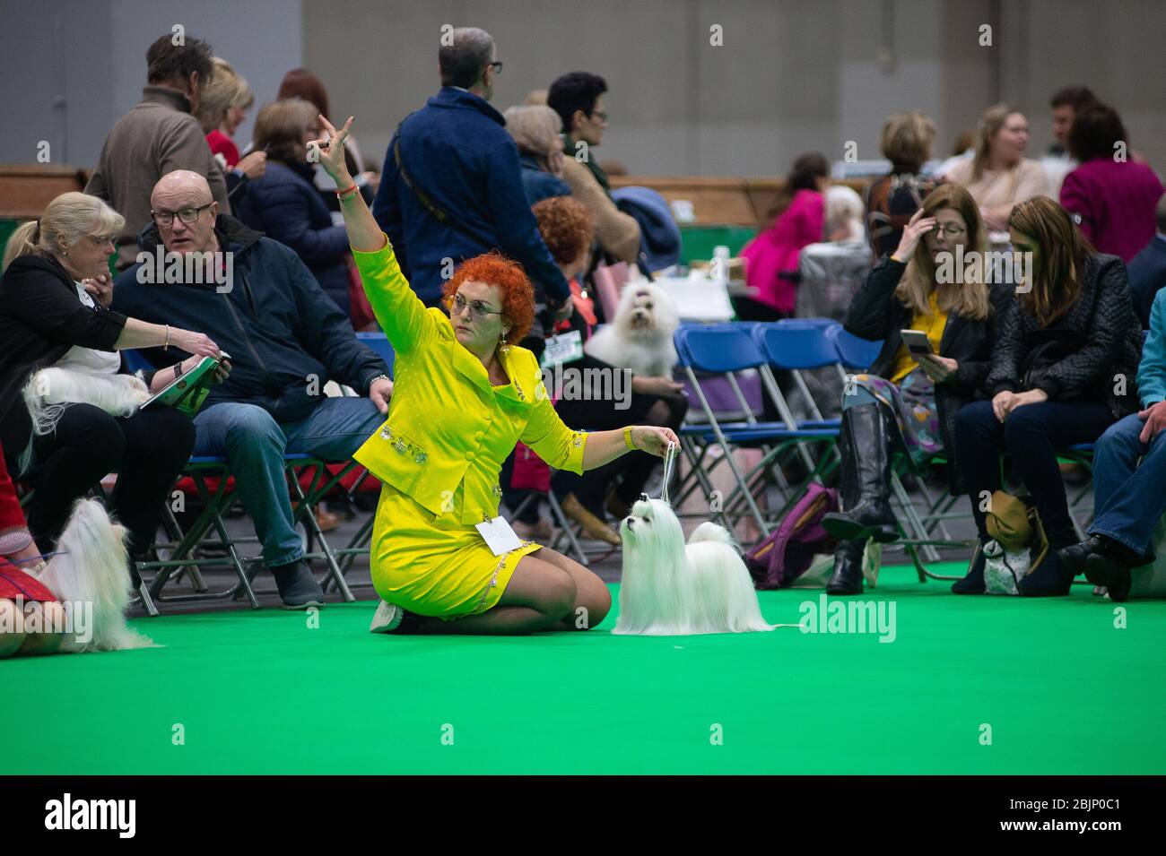 CRUFTS: Maltese dogs in the Breed Rings on Toy & Utility day on 5th March 2020 Stock Photo