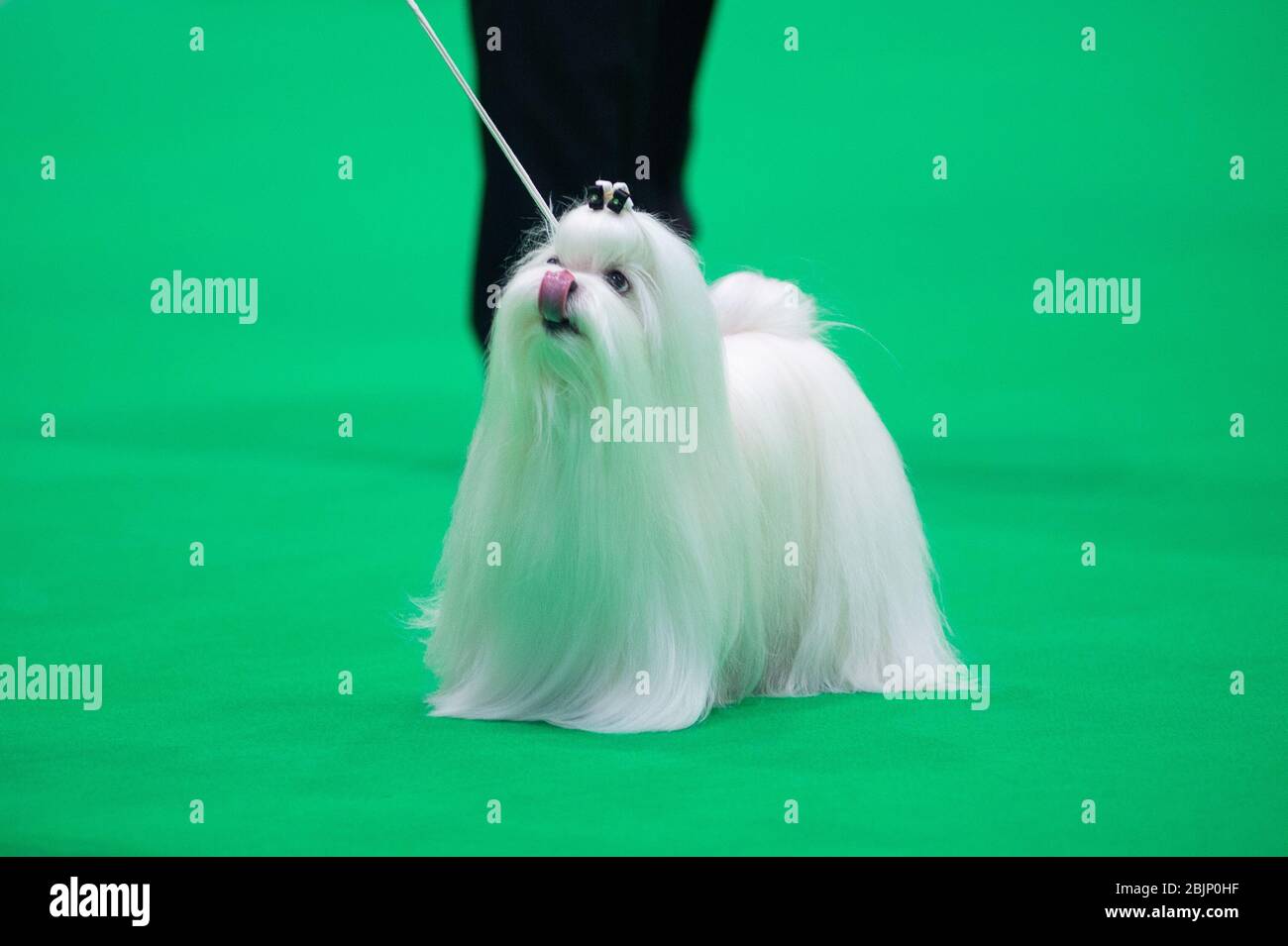 CRUFTS: Maltese dogs in the Breed Rings on Toy & Utility day on 5th March 2020 Stock Photo