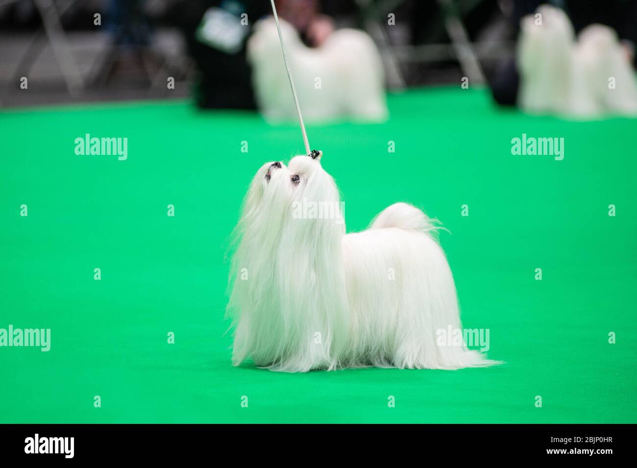 CRUFTS: Maltese dogs in the Breed Rings on Toy & Utility day on 5th March 2020 Stock Photo