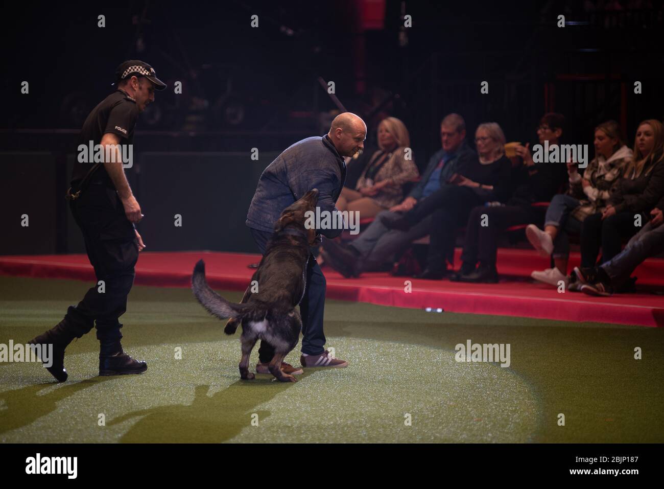 West Midlands Police Dogs displaying their skills in the Resorts World Arena on the 5th March 2020 Stock Photo