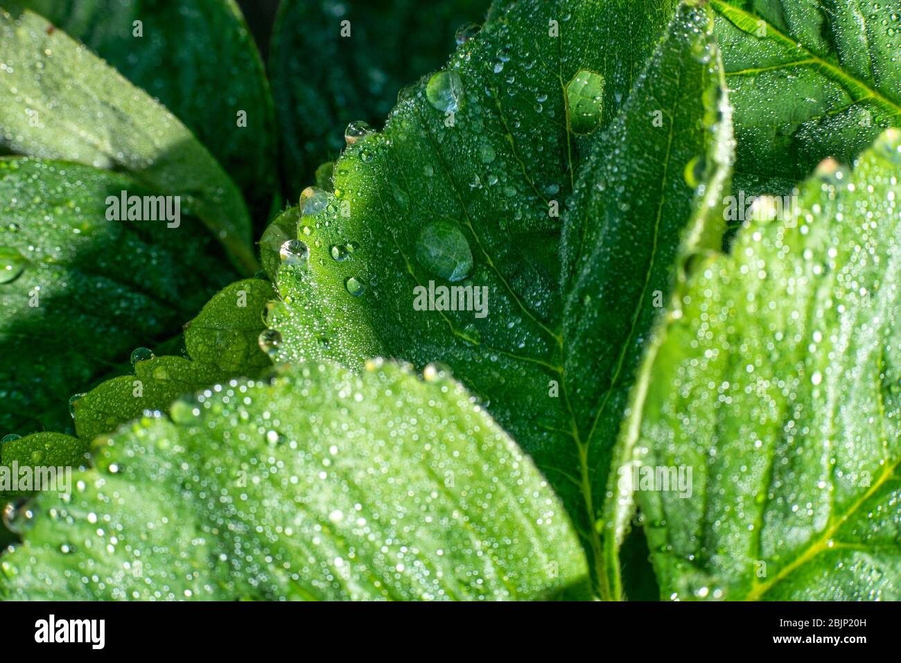 Strawberry leaves close up with dewdrops Stock Photo - Alamy
