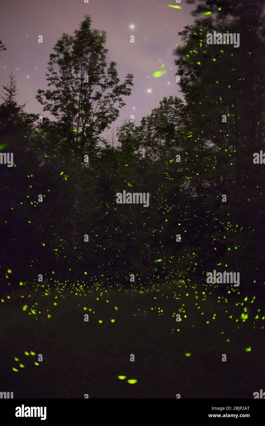 A composite image showing hundreds of fireflies flashing at night in a field, with trees in the background and stars visible, in upstate New York, USA Stock Photo