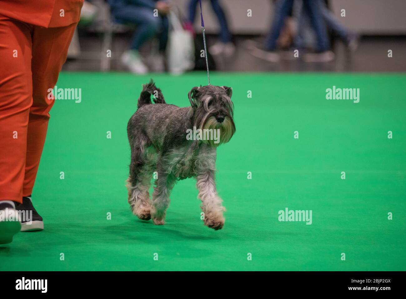 crufts schnauzer