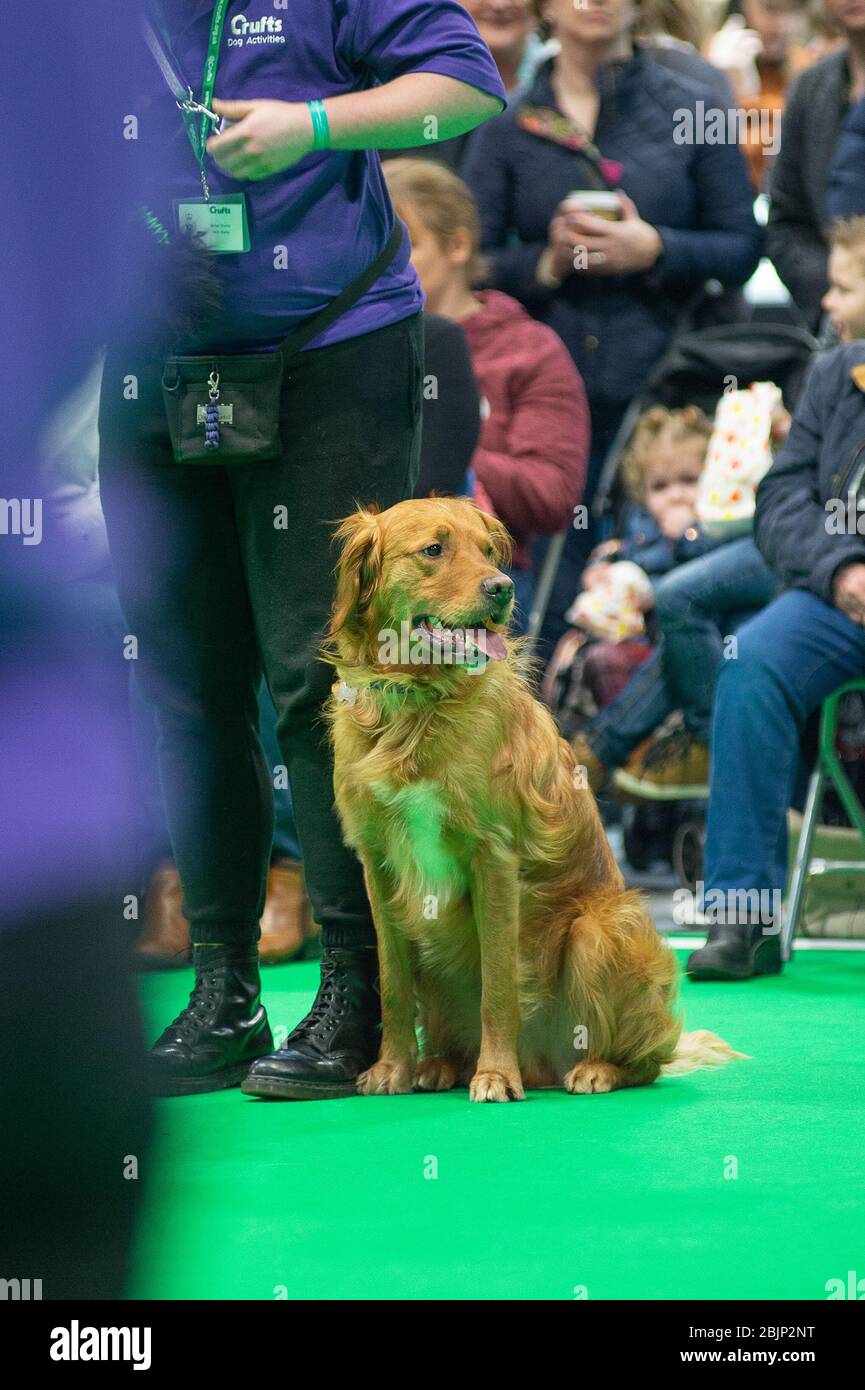 CRUFTS: Bramble the Golden Retriever and his handler demonstrating Rally with their team on the 7th March 2020 Stock Photo