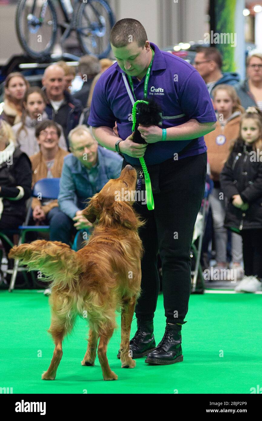 CRUFTS: Bramble the Golden Retriever and his handler demonstrating Rally with their team on the 7th March 2020 Stock Photo