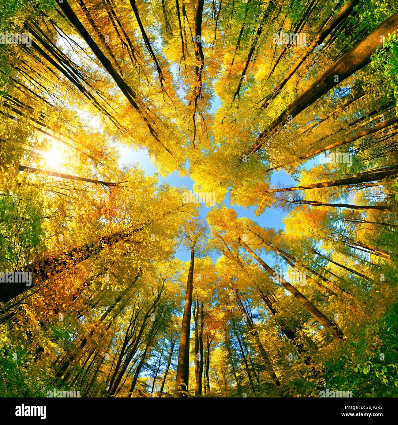 Extreme wide angle upwards shot in a forest, magnificent view to the colorful canopy with autumn foliage colors and blue sky, square format Stock Photo