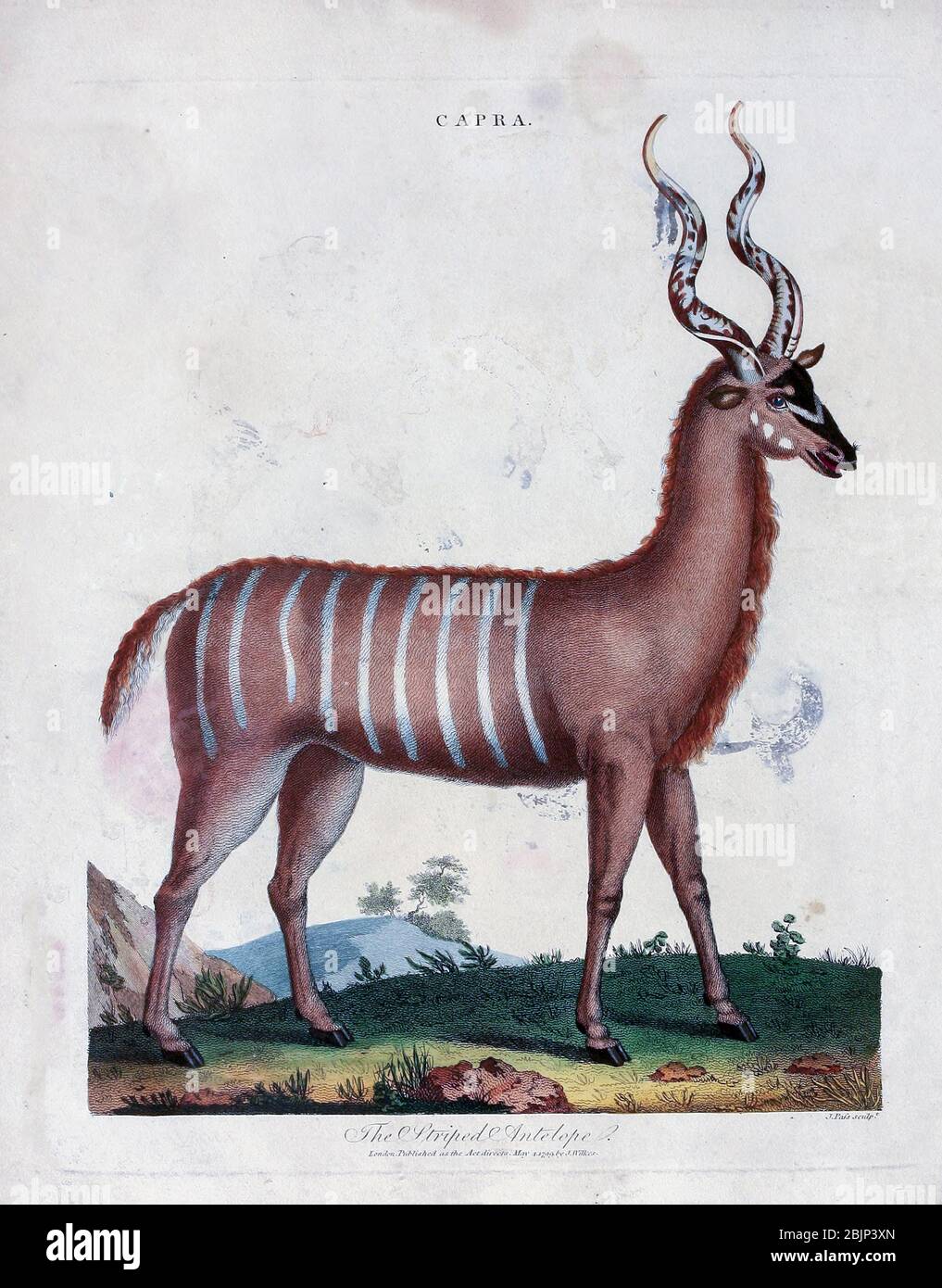 Capra the striped antelope Copper engraving with hand colouring from Encyclopaedia Londinensis, or, Universal dictionary of arts, sciences, and literature [miscellaneous plates] by Wilkes, John Publication date 1796-1829 Stock Photo