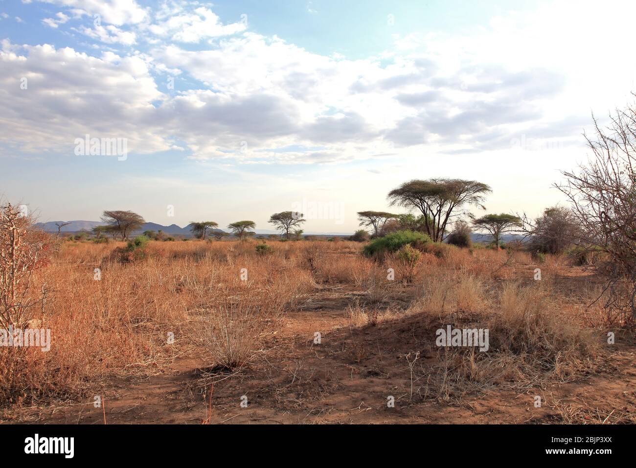 A view of the African bush Stock Photo