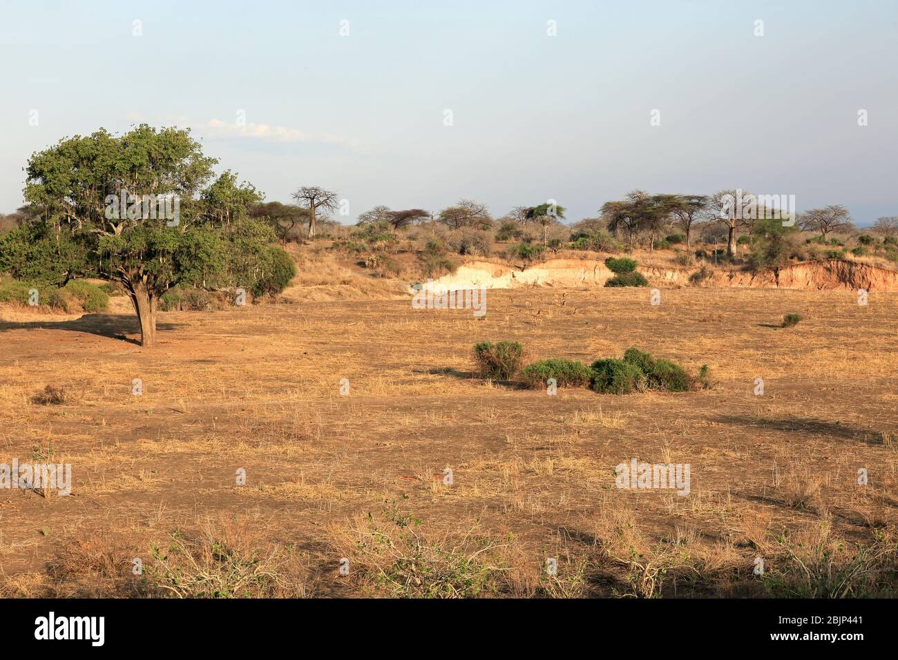 A view of the African bush Stock Photo