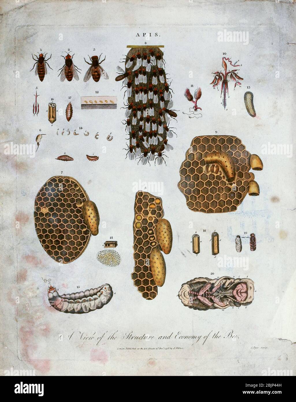 Beehives and bees (Apis) Copper engraving with hand colouring Encyclopaedia Londinensis, or, Universal dictionary of arts, sciences, and literature [miscellaneous plates] by Wilkes, John Publication date 1796-1829 Stock Photo